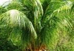 Свойства и польза кокоса для организма, его возможный вред Не покупайте плод, если он
