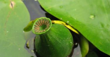 Водные растения с плавающими листьями